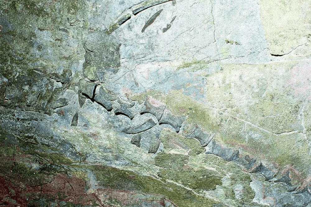 230 million year old fossil skeleton of a 