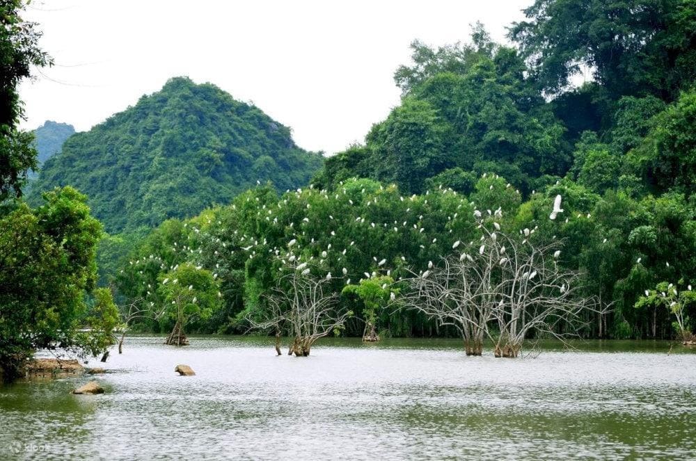 This place has rapidly become one of Ninh Binh's top attractions, offering tourists an unforgettable experience, combining ecological preservation with leisure